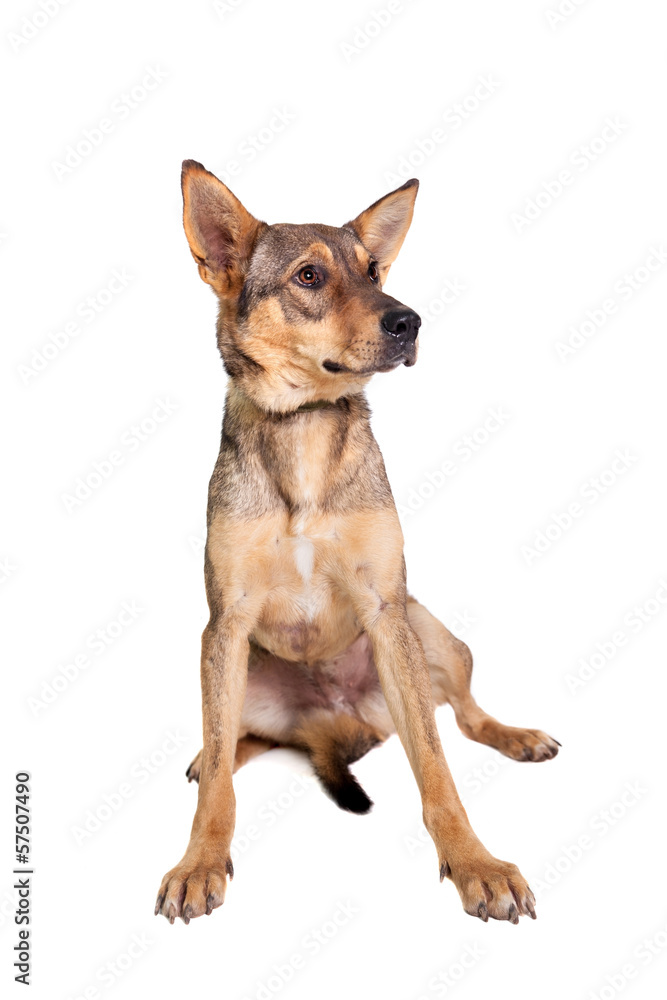 Mixed breed dog isolated on white background