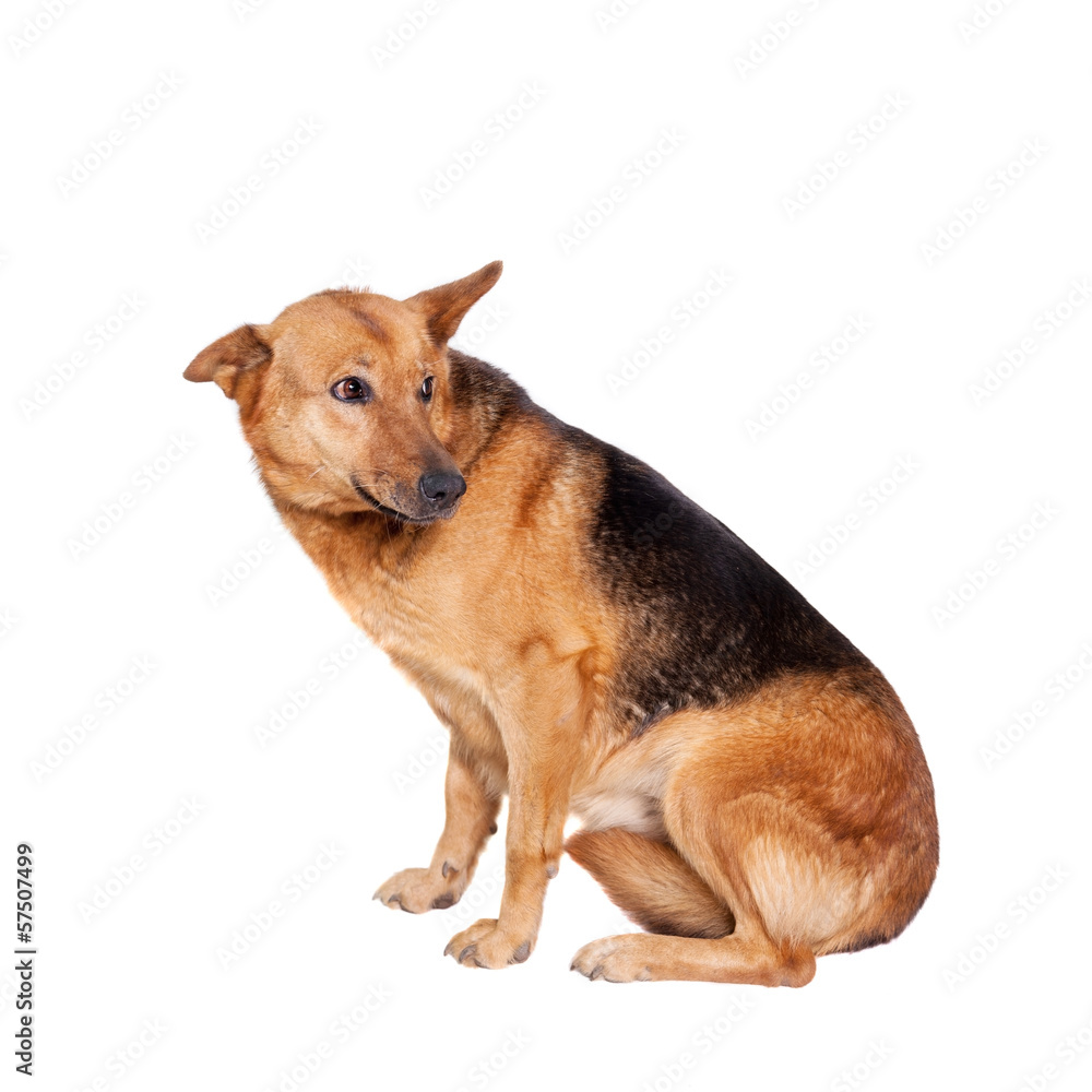 Mixed breed dog isolated on white background Mixed breed dog isolated on white background