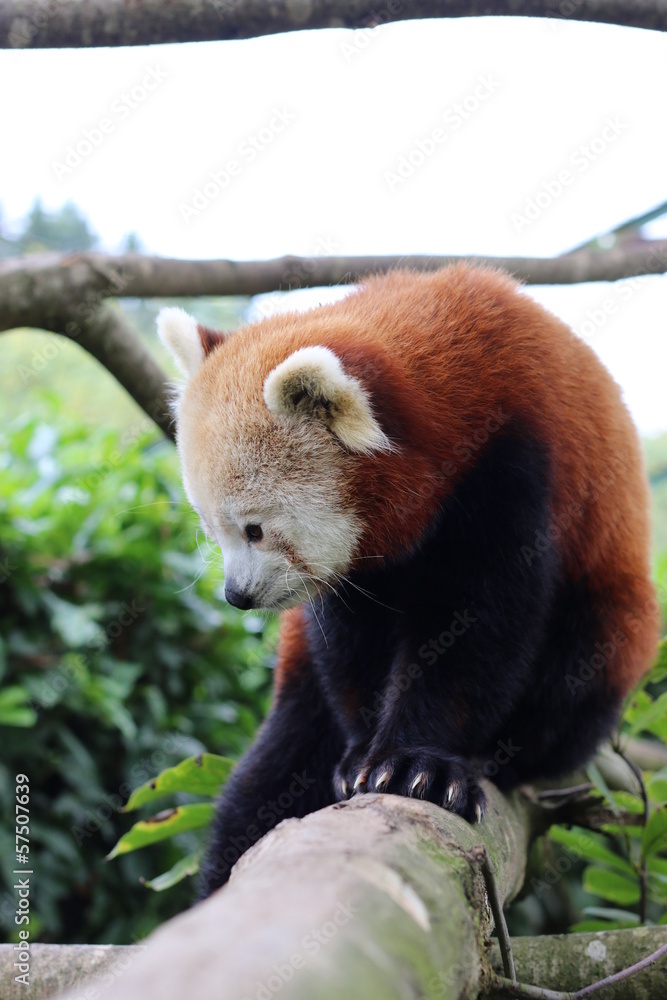 Obraz premium Red panda, Panda roux de Chine