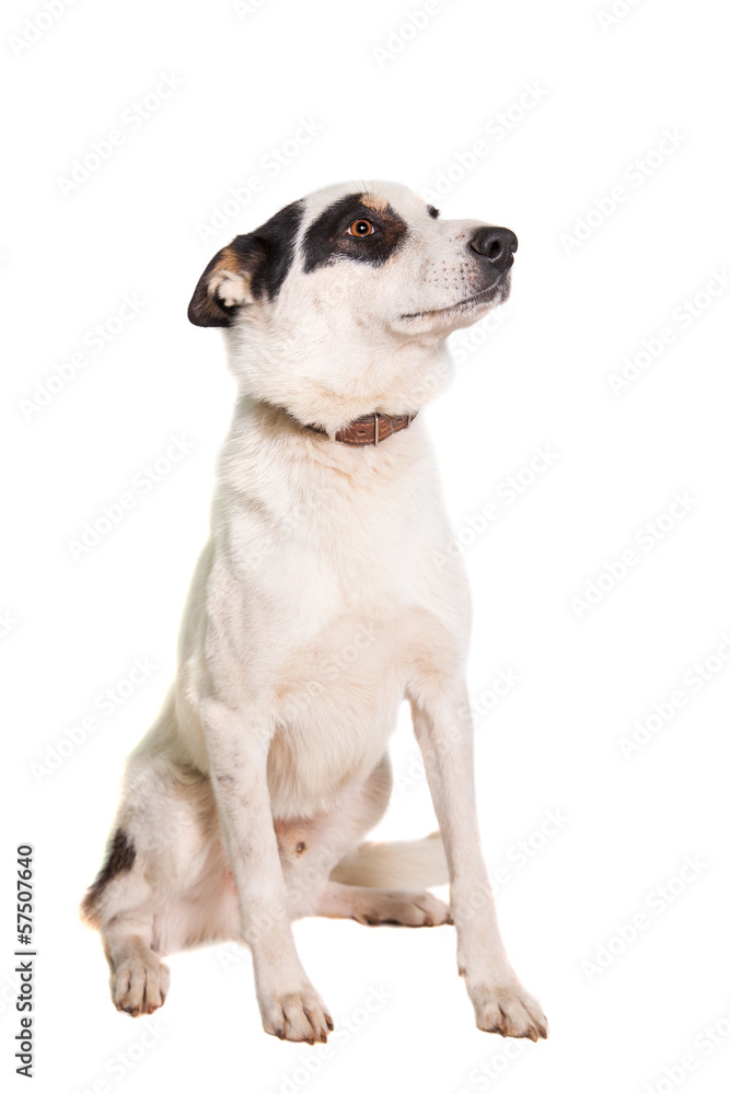 Mixed breed dog isolated on white background