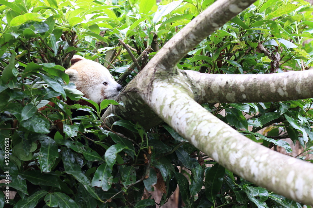 Obraz premium Red panda, Panda roux de Chine