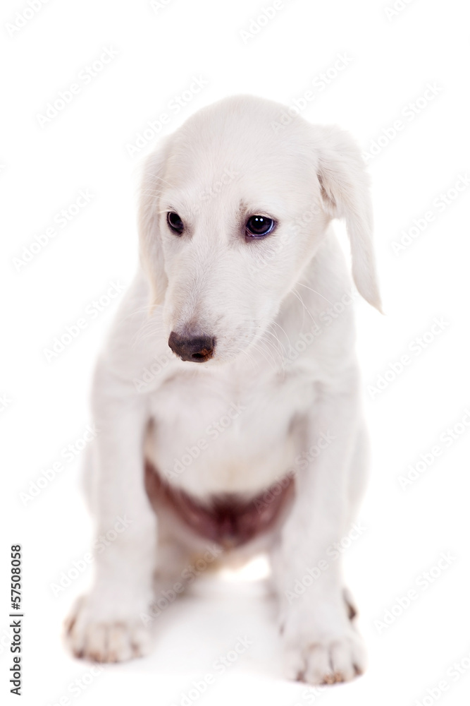 Tazy - Kazakh greyhound, 2 mounth old puppy, isolated on white Tazy - Kazakh greyhound, 2 mounth old puppy, isolated on white