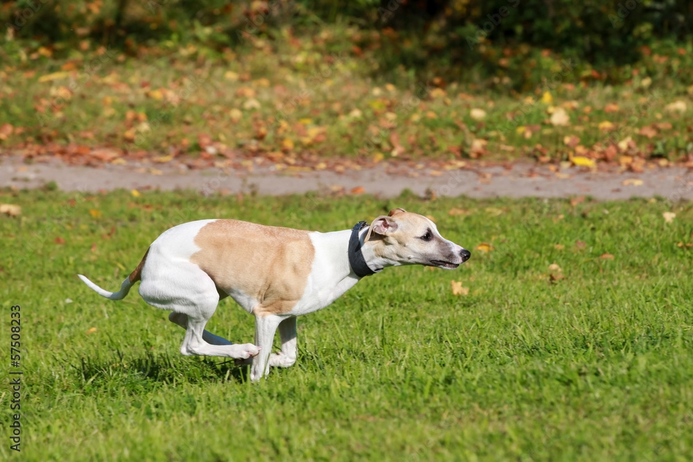 Whippet dog run in field Whippet dog run in field