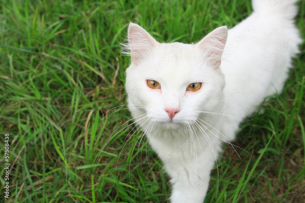 White cat on a background of green grass in the countryside