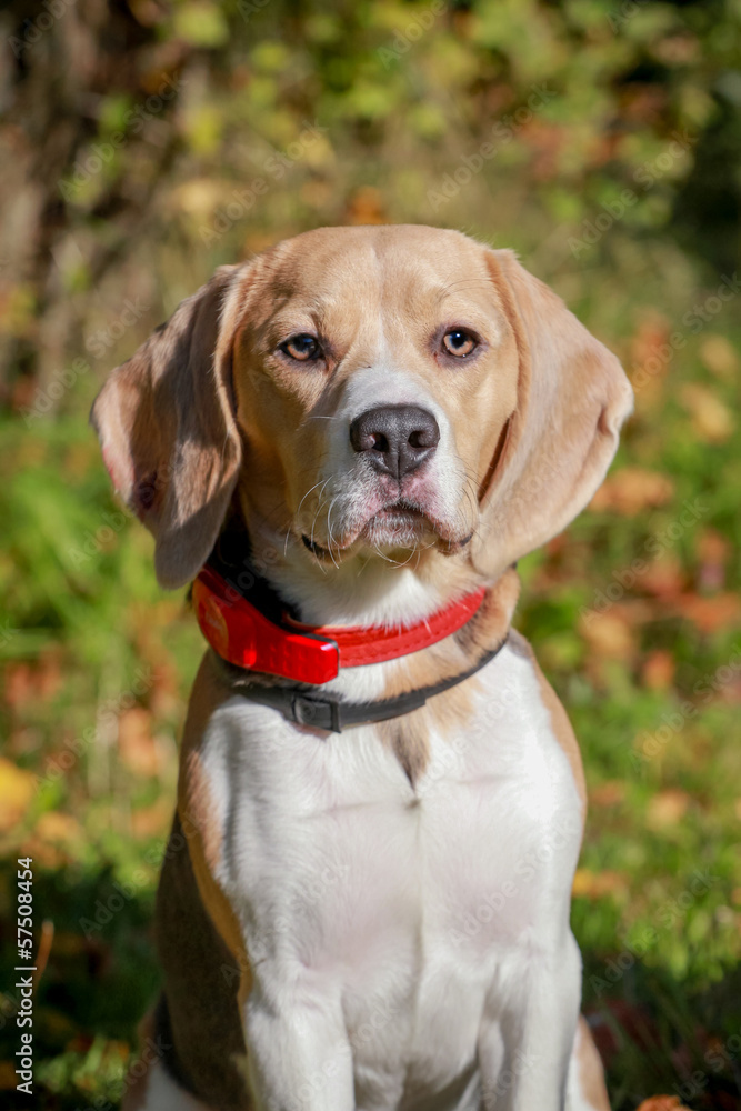 Beagle dog sits on green meadow