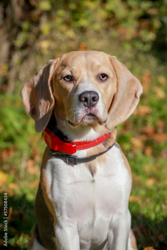 Beagle dog sits on green meadow Beagle dog sits on green meadow