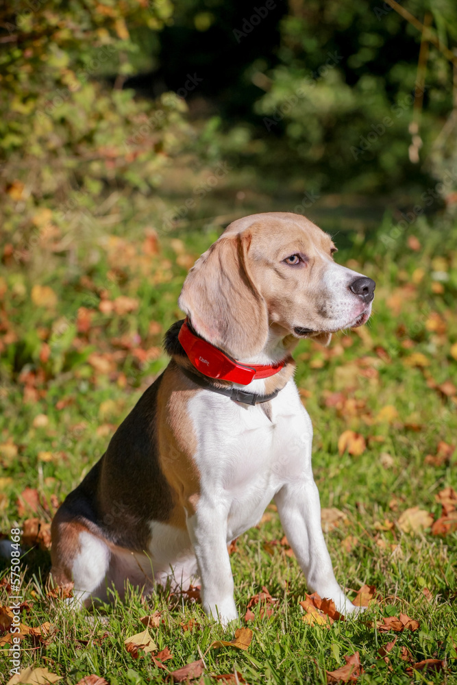 Beagle dog sits on green meadow Beagle dog sits on green meadow