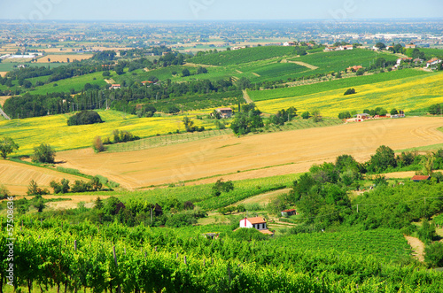 Italy, Romagna Apennines hills and vineyards