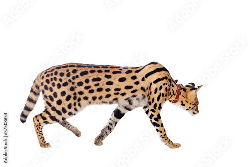 Beautiful serval  Leptailurus serval  on the white background