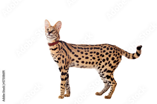 Beautiful serval (Leptailurus serval) on the white background