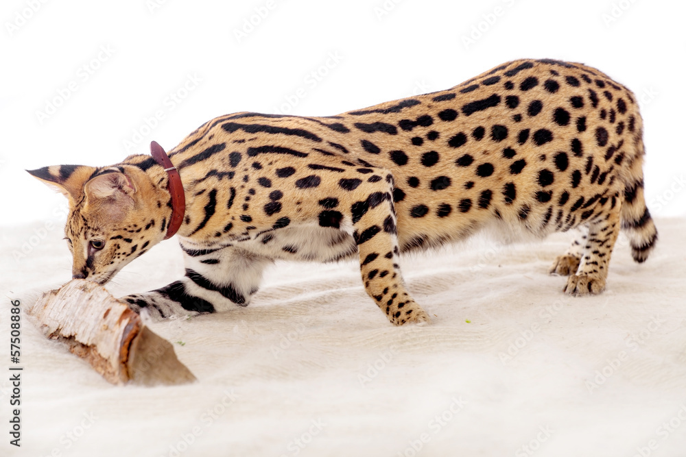 Obraz premium Beautiful serval (Leptailurus serval) on the white background