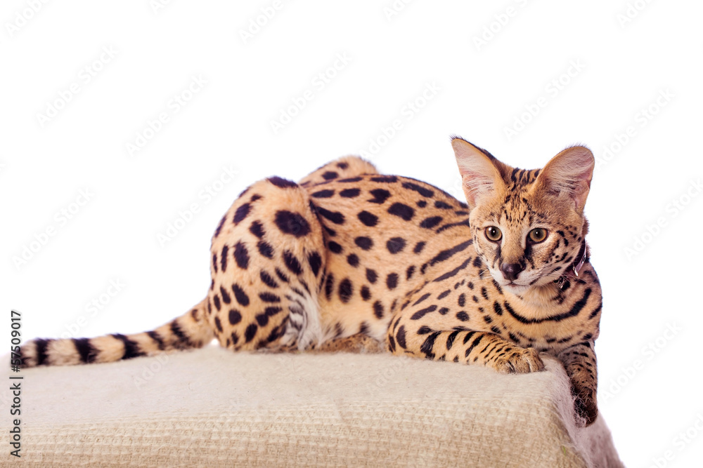Fototapeta premium Beautiful serval (Leptailurus serval) on the white background