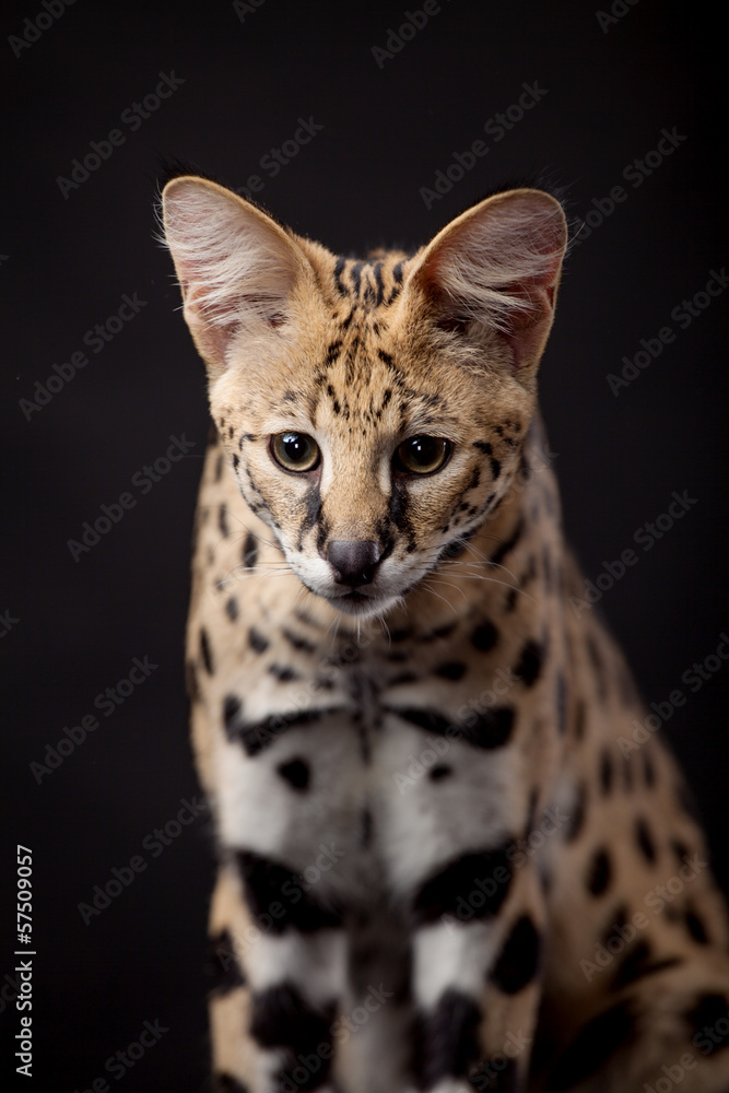 Beautiful serval (Leptailurus serval) on the black background Beautiful serval (Leptailurus serval) on the black background
