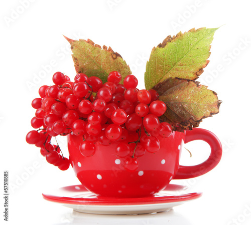 Red berries of viburnum  in cup, isolated on white photo