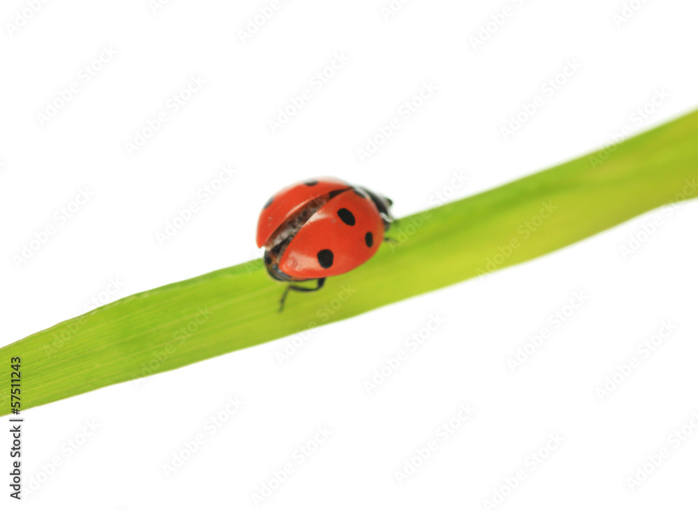 Beautiful ladybird on green grass, isolated on white Beautiful ladybird on green grass, isolated on white