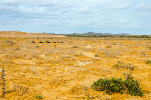 Desert Landscape