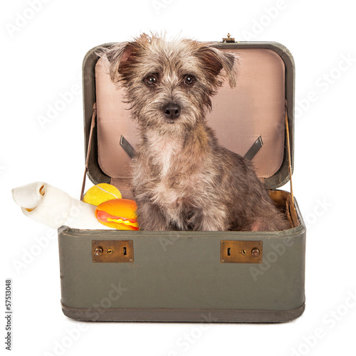 Terrier Dog in Suitcase