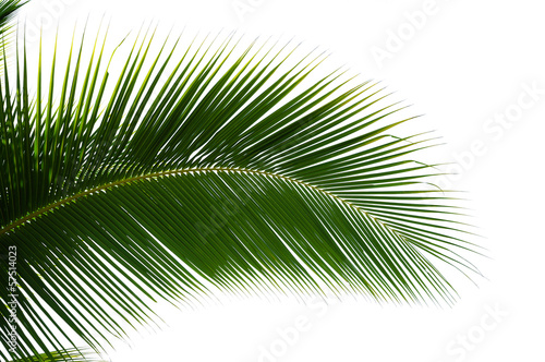 Leaf of coconut palm tree isolated