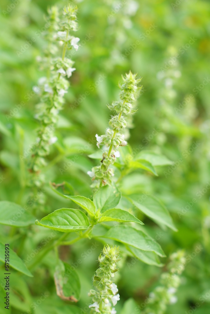 Ocimum basilicum, Hairy basil, American basil, Lemon basil Ocimum basilicum, Hairy basil, American basil, Lemon basil