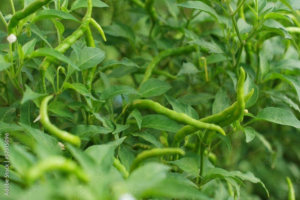 Fresh green chillies growing in the vegetable garden Fresh green chillies growing in the vegetable garden