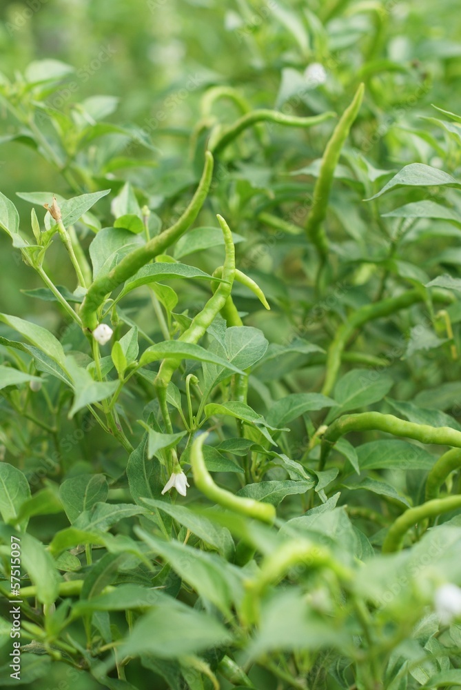 Fresh green chillies growing in the vegetable garden Fresh green chillies growing in the vegetable garden
