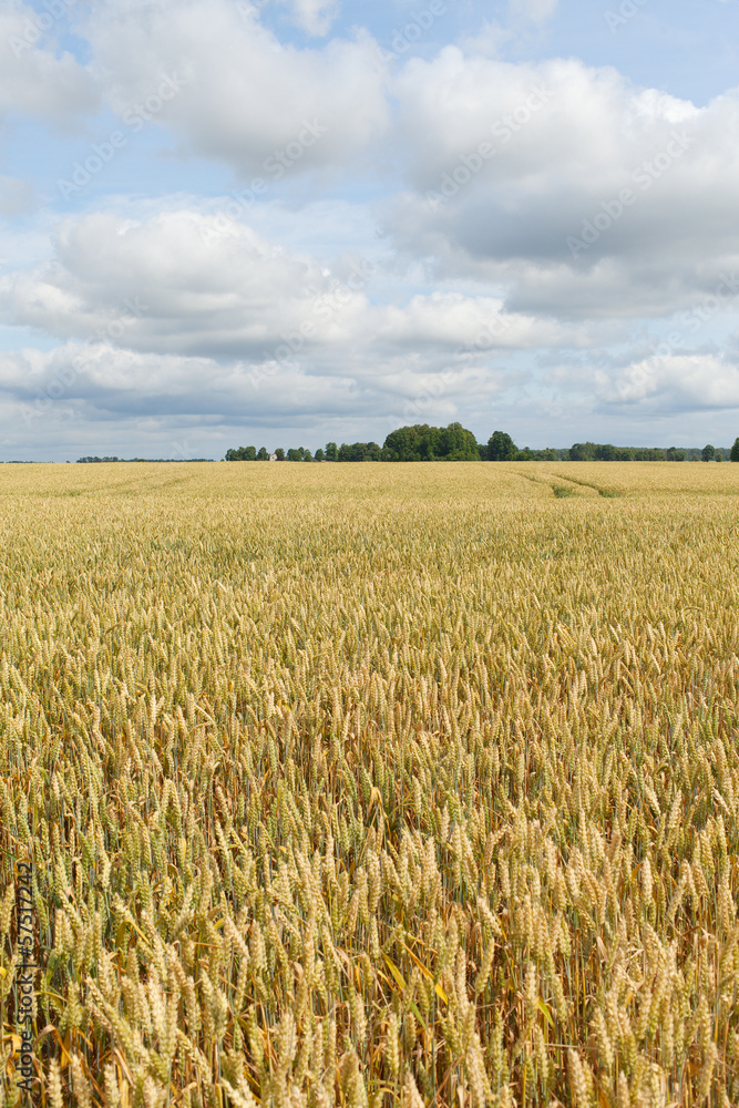 Wheat field.