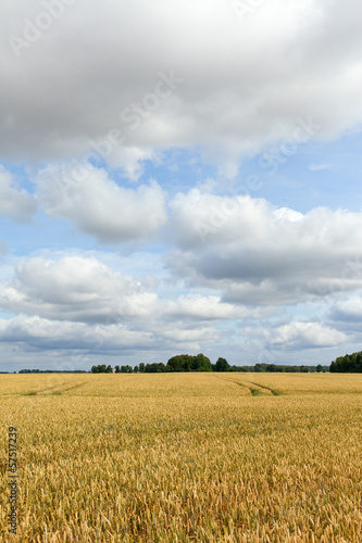 Wheat field.