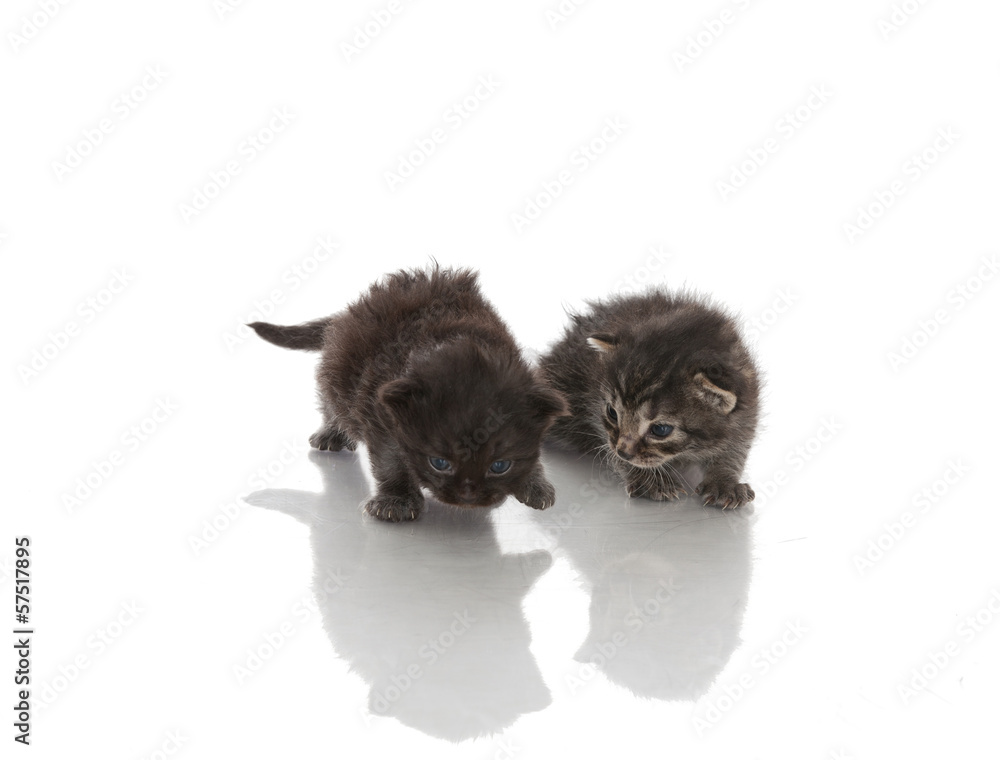 Obraz premium Kitten