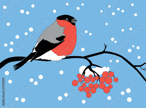 bullfinch