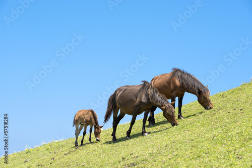 草を食む都井岬の馬の親子と青空