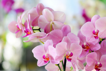 Poster Orchidee Roze orchidee tegen donkere achtergrond  © Anna Khomulo