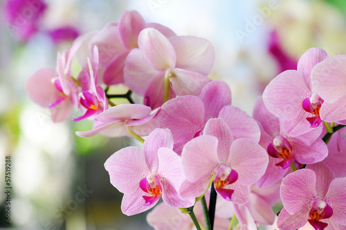 Canvastavla pink orchid