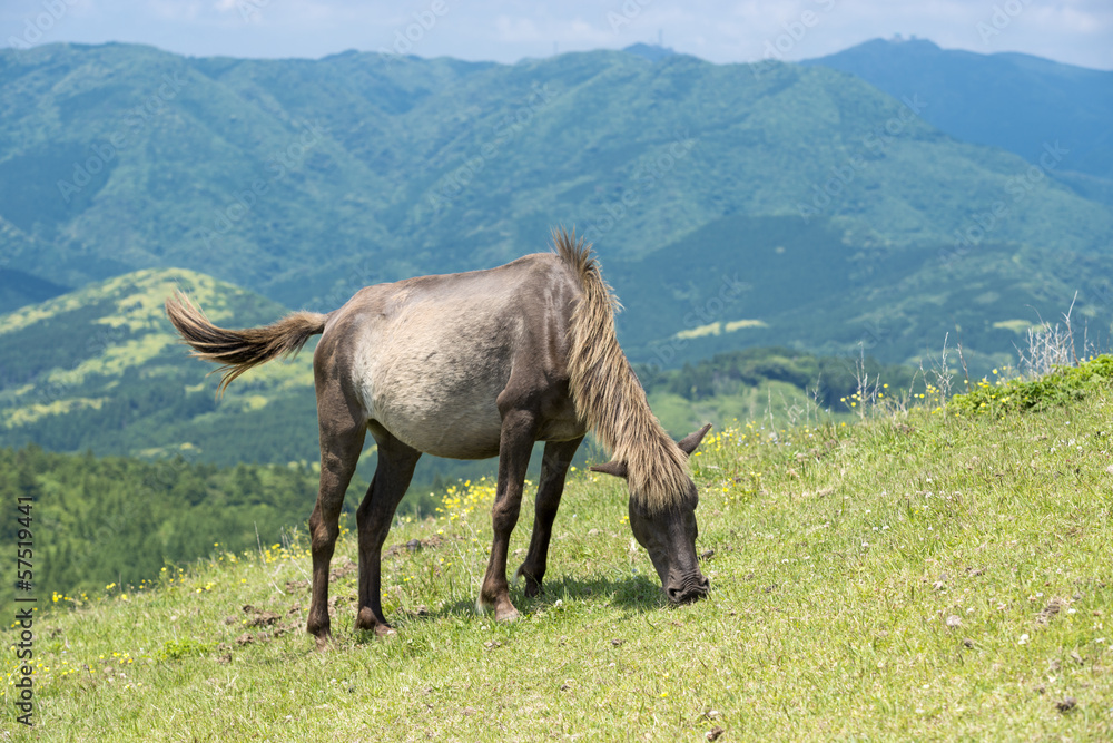 Fototapeta premium 山をバックに草を食む都井岬の馬