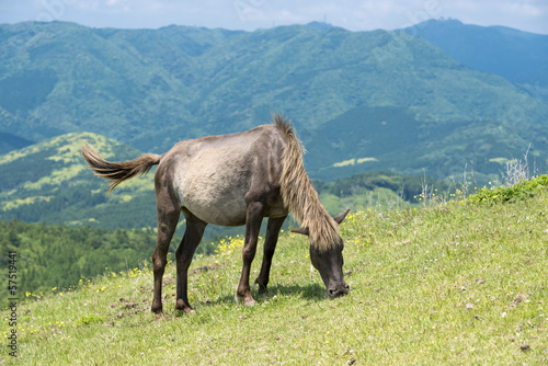 山をバックに草を食む都井岬の馬 © varts