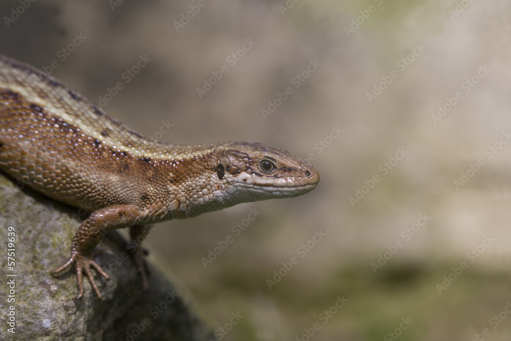 Common Lizard, Lacerta vivipara, Common Lizard, Lacerta vivipara,