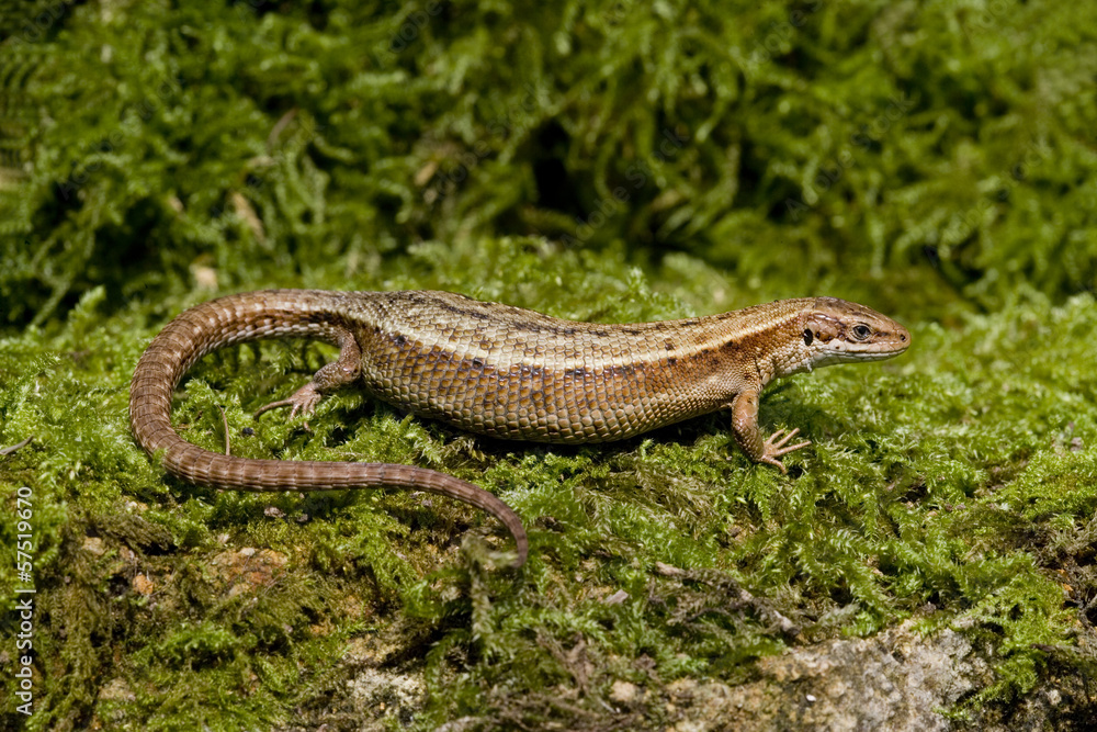 Common Lizard, Lacerta vivipara, Common Lizard, Lacerta vivipara,