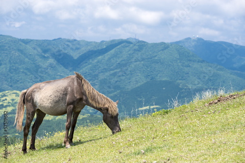 山をバックに草を食む都井岬の馬