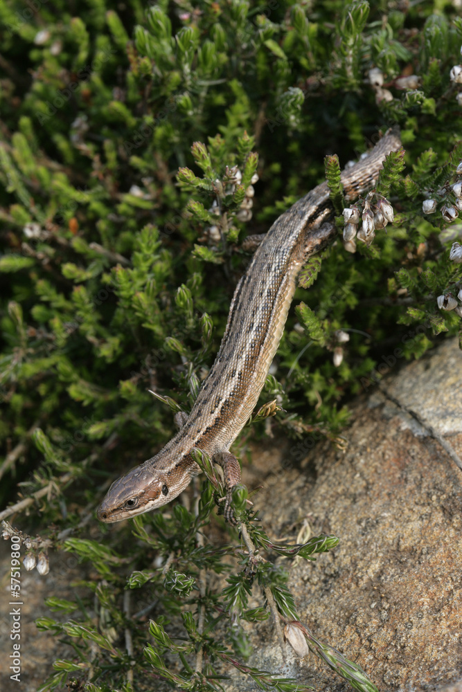 Fototapeta premium Common Lizard, Lacerta vivipara,