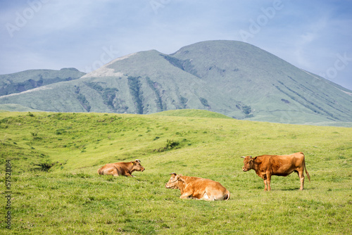 くつろぐ阿蘇の赤牛たちと往生岳