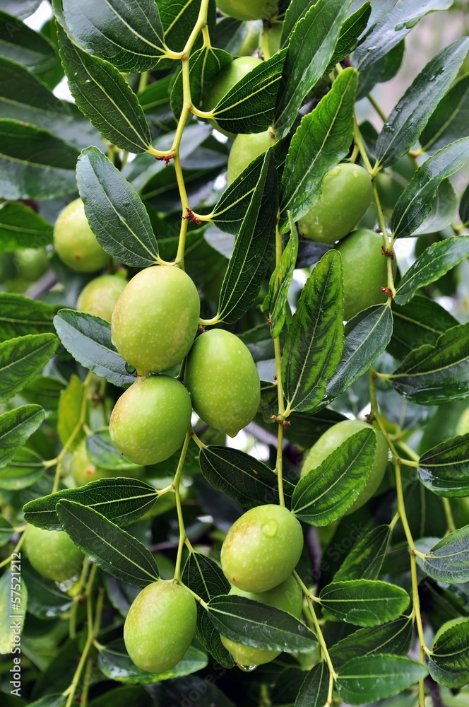 Olive fruit, warm temperatures and long-lived tree Olive fruit, warm temperatures and long-lived tree