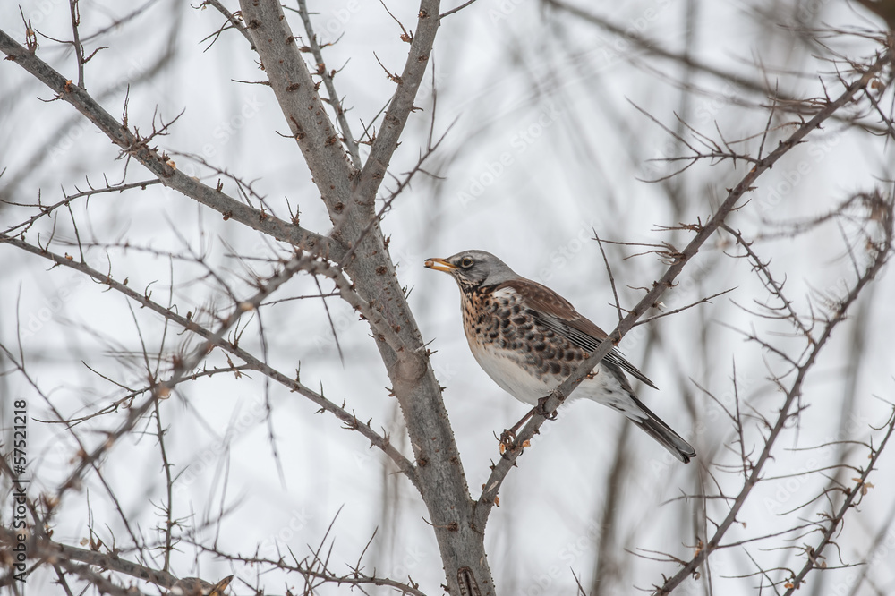 thrush thrush
