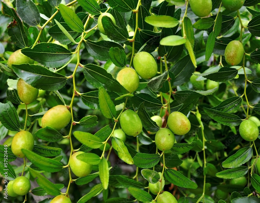 Olive fruit, warm temperatures and long-lived tree Olive fruit, warm temperatures and long-lived tree