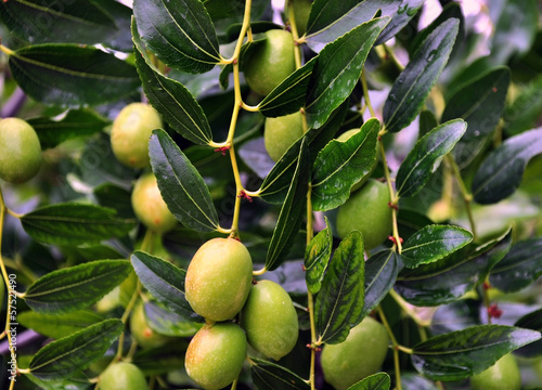 Olive fruit, warm temperatures and long-lived tree