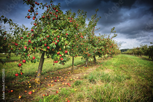 Photo Apple orchard at cloudy day