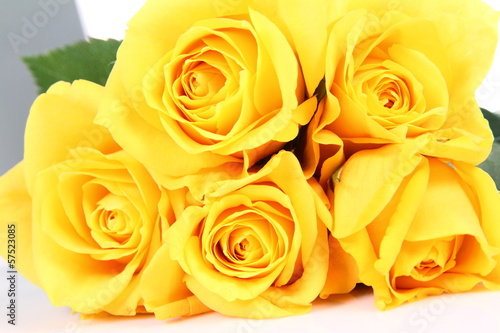 Yellow roses on white background