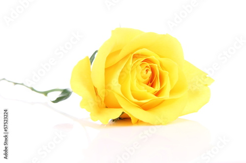 Yellow rose on white background