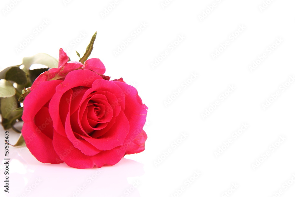Yellow roses on white background Yellow roses on white background