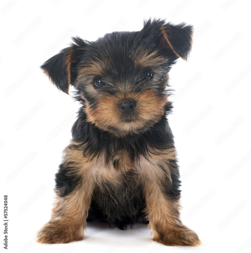 puppy yorkshire terrier puppy yorkshire terrier