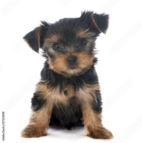 Fototapeta Naklejka Na Ścianę i Meble -  puppy yorkshire terrier