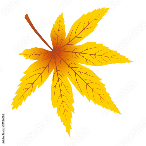 ahornblatt,ahornblätter,blatt,,blattwerk,laub,herbst,vektor     